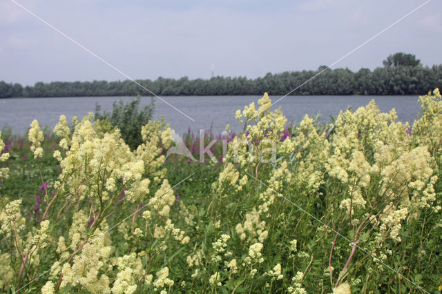 Common Meadow-rue (Thalictrum flavum)