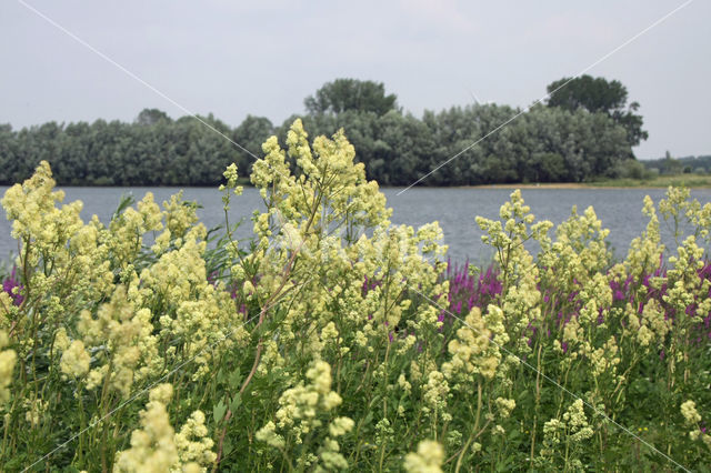 Common Meadow-rue (Thalictrum flavum)