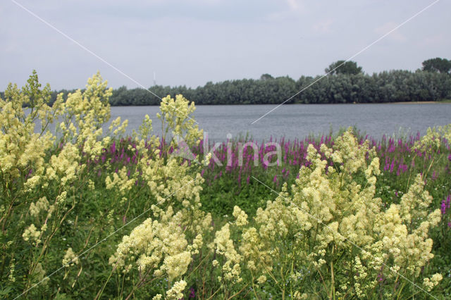 Poelruit (Thalictrum flavum)