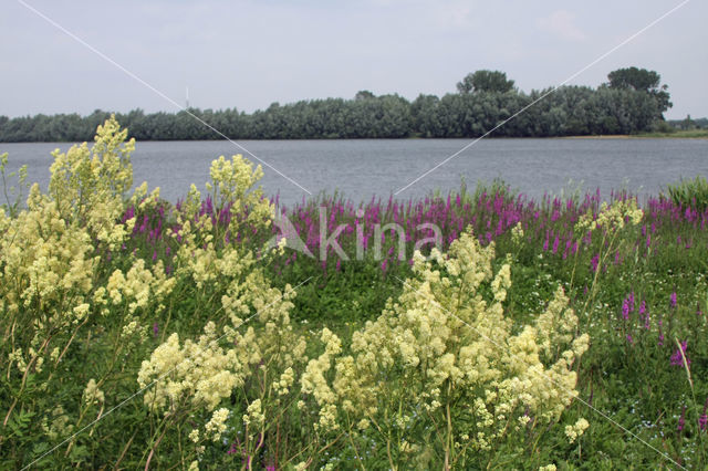 Poelruit (Thalictrum flavum)