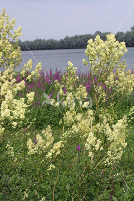 Common Meadow-rue (Thalictrum flavum)