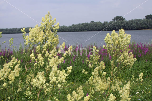 Common Meadow-rue (Thalictrum flavum)