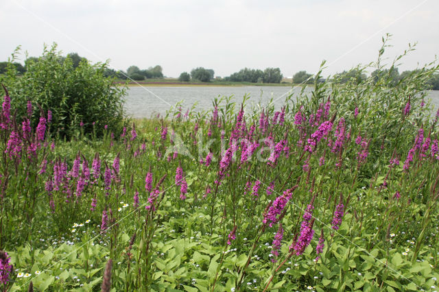 Purple Loosestrife (Lythrum salicaria)