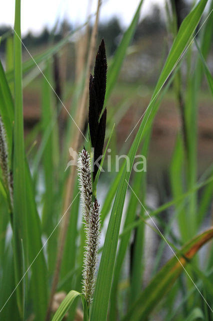 Oeverzegge (Carex riparia)