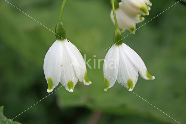 Spring Snowflake (Leucojum vernum)