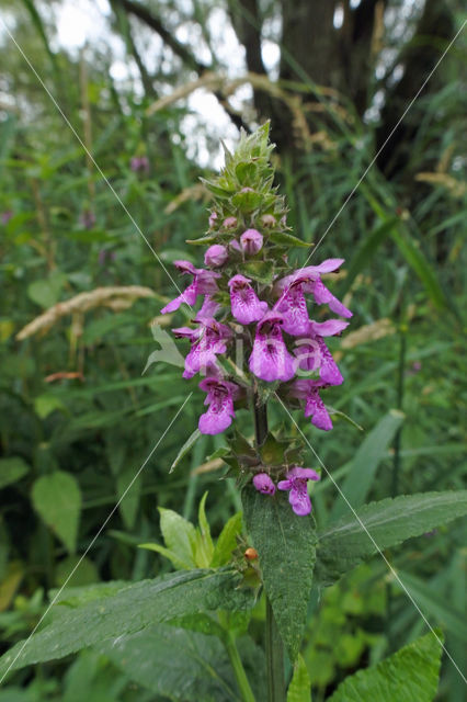 Moerasandoorn (Stachys palustris)