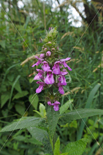 Moerasandoorn (Stachys palustris)