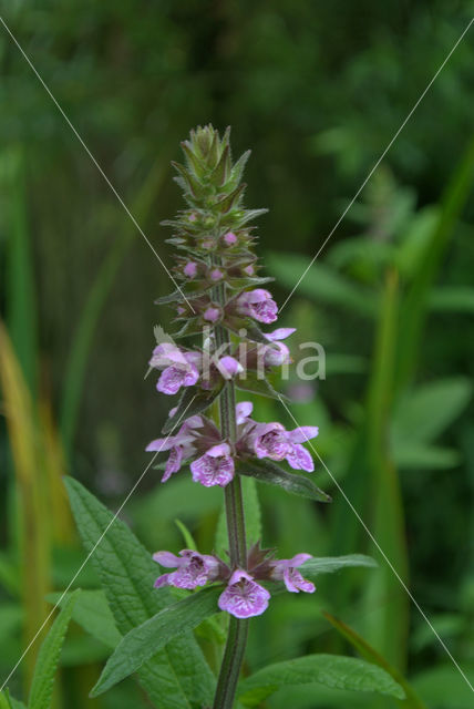 Moerasandoorn (Stachys palustris)