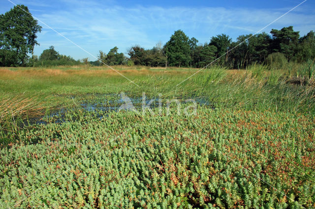 Moerashertshooi (Hypericum elodes)