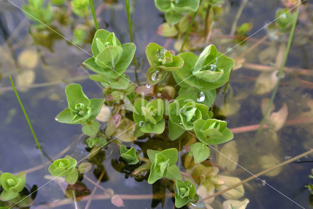 Moerashertshooi (Hypericum elodes)