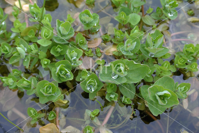 Moerashertshooi (Hypericum elodes)