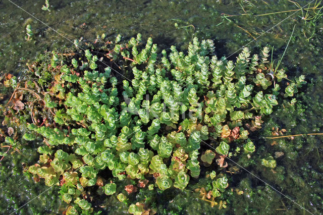 Moerashertshooi (Hypericum elodes)