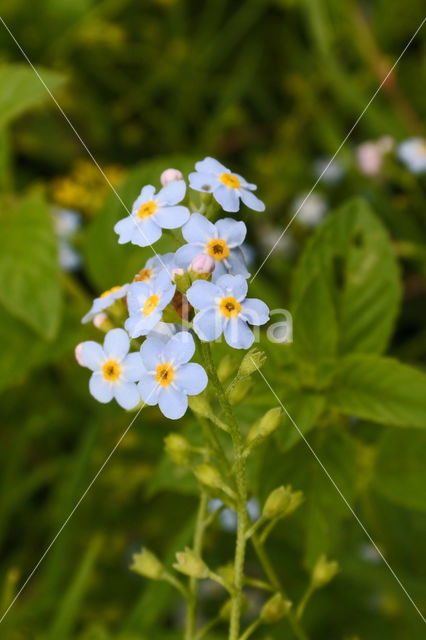 Waterforget-me-not (Myosotis palustris)