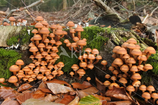 Changeable Pholiota (Pholiota mutabilis)