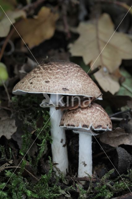 Schubbige boschampignon (Agaricus silvaticus)