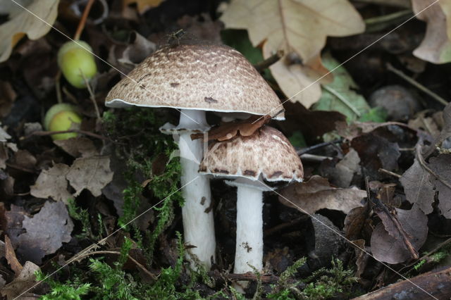 Schubbige boschampignon (Agaricus silvaticus)