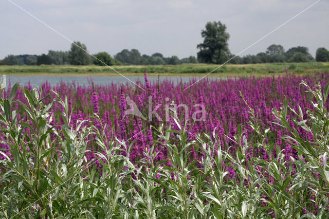 Purple Loosestrife (Lythrum salicaria)