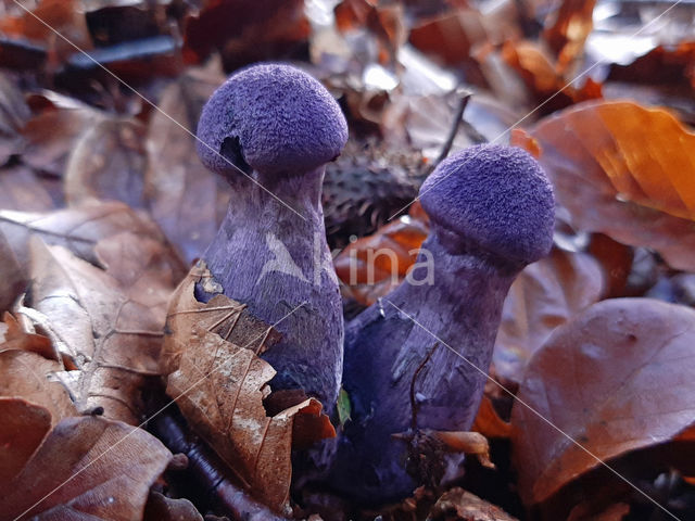 Violette gordijnzwam (Cortinarius violaceus)