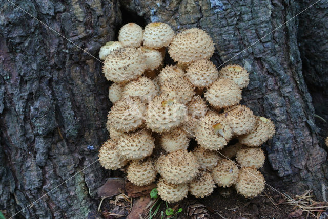 Shaggy Scalycap (Pholiota squarrosa)