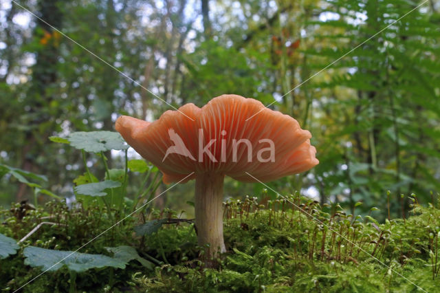 Wrinkled Peach (Rhodotus palmatus)