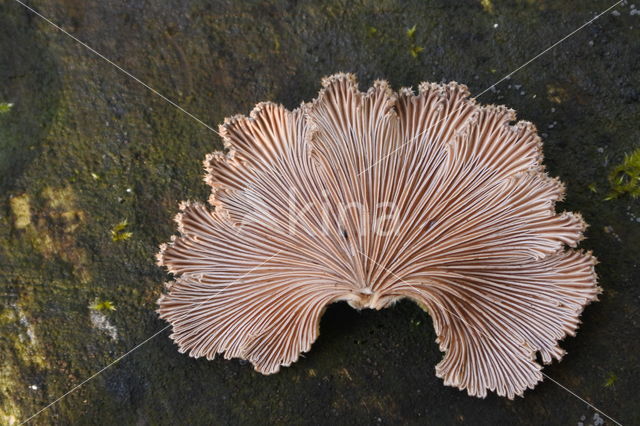 Common Porecrust (Schizophyllum commune)