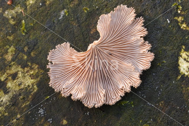 Witte kluifzwam (Helvella crispa)