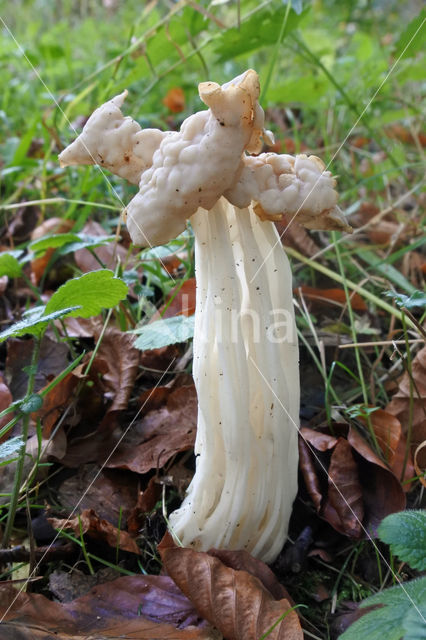 Witte kluifzwam (Helvella crispa)