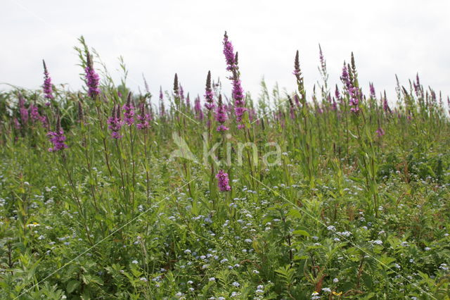 Gewone kattenstaart (Lythrum salicaria)