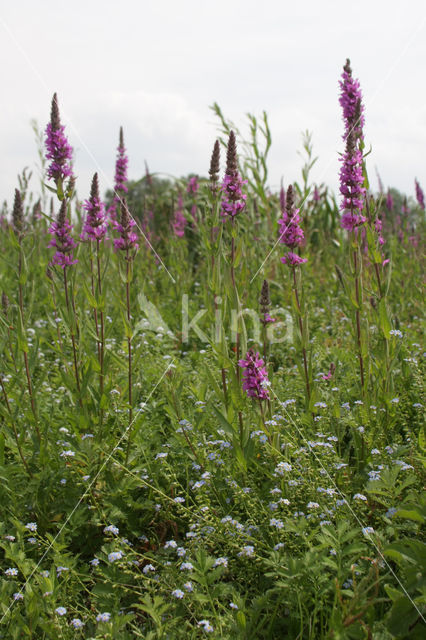 Purple Loosestrife (Lythrum salicaria)