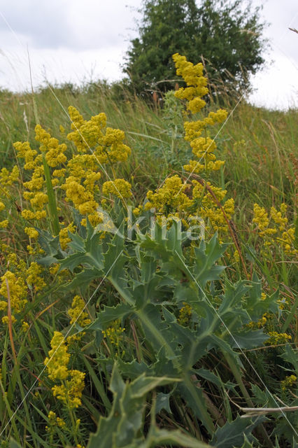 Geel walstro (Galium verum)