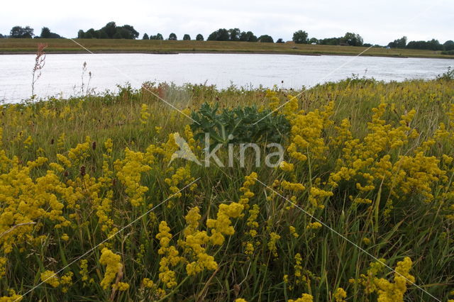 Geel walstro (Galium verum)