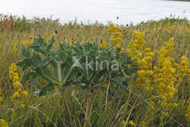 Geel walstro (Galium verum)