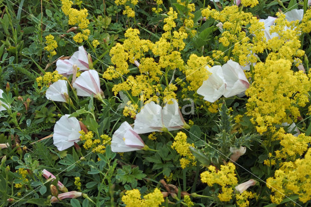 Akkerwinde (Convolvulus arvensis)