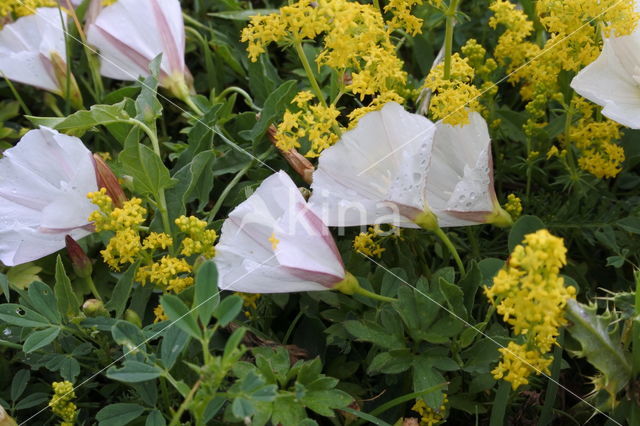 Field Bindweed (Convolvulus arvensis)