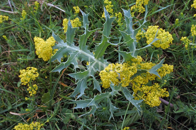 Geel walstro (Galium verum)