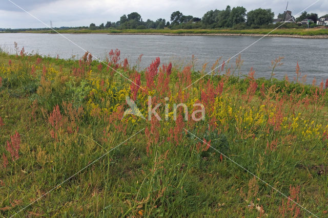 Geoorde zuring (Rumex thyrsiflorus)