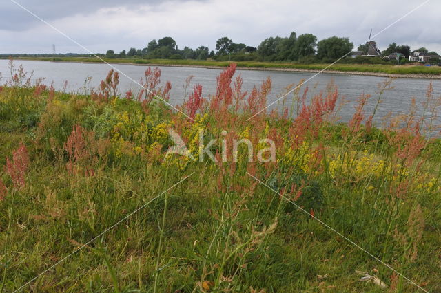 Geoorde zuring (Rumex thyrsiflorus)