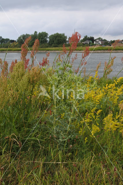 Eared Dock (Rumex thyrsiflorus)