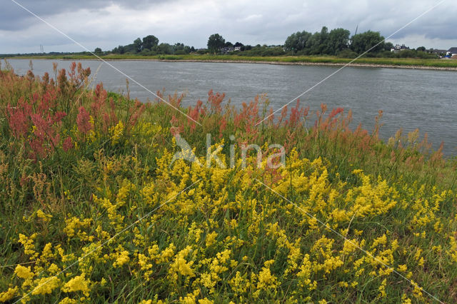 Eared Dock (Rumex thyrsiflorus)