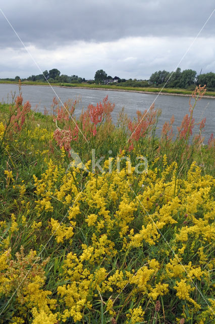 Geoorde zuring (Rumex thyrsiflorus)