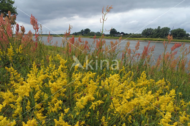 Geoorde zuring (Rumex thyrsiflorus)