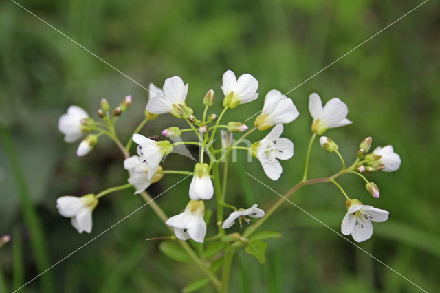 Large Bitter-cress (Cardamine amara)