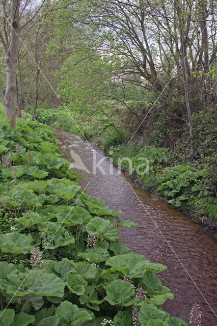 Butterbur (Petasites hybridus)