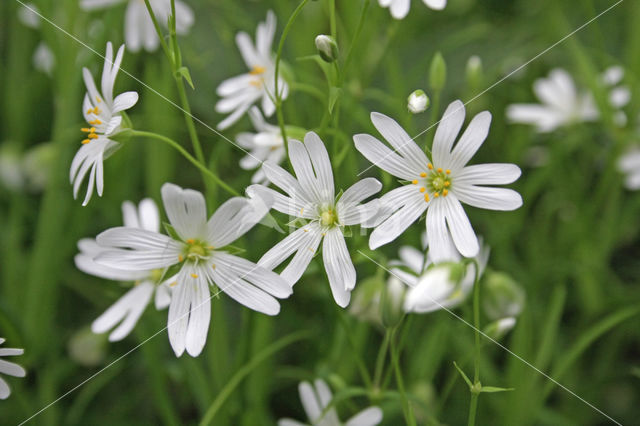 Waterviolier (Hottonia palustris)