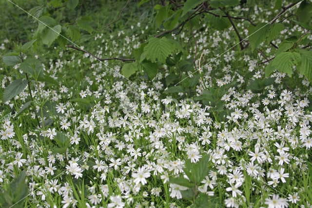 Greater Stitchwort (Stellaria holostea)