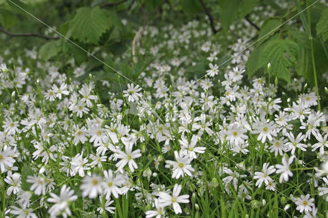 Greater Stitchwort (Stellaria holostea)