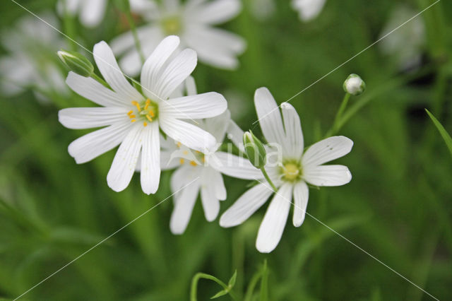 Greater Stitchwort (Stellaria holostea)