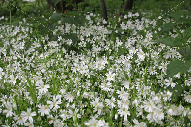 Greater Stitchwort (Stellaria holostea)