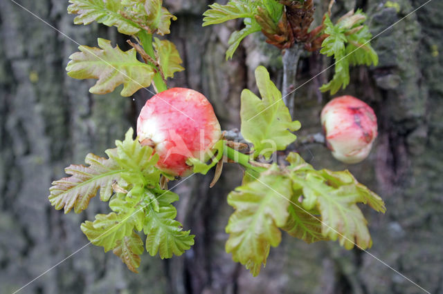 Gall wasp