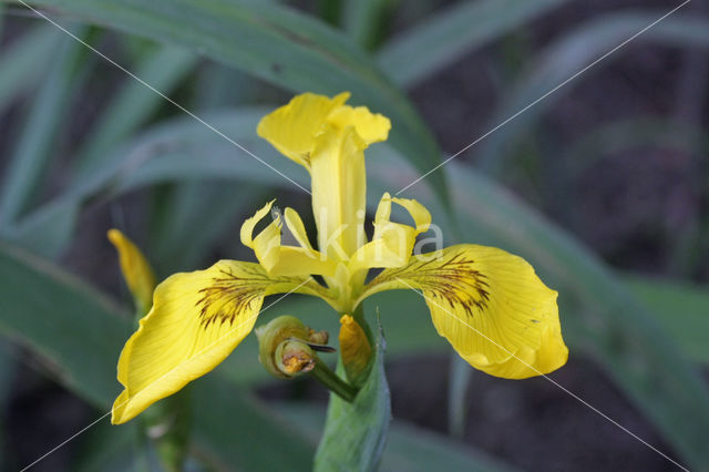 Gele lis (Iris pseudacorus)